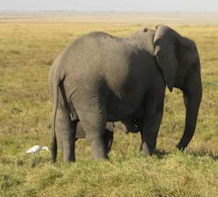 Safari Amboseli