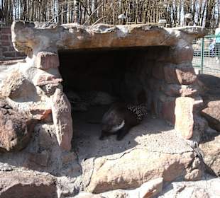 Stachelschwein