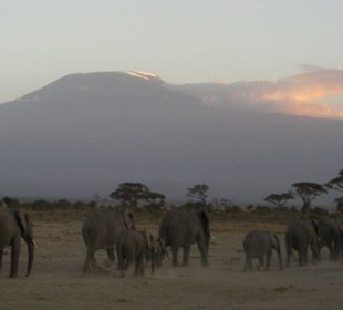 Elefanten vorm Kilimandscharo