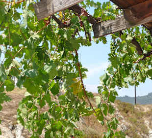 Weinranken 