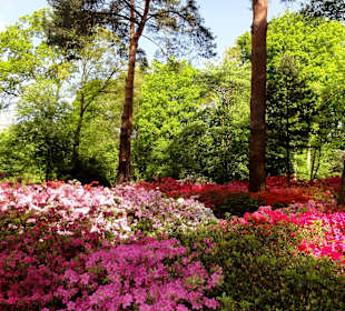 Spaziergang durch den Rhododendronpark im Mai