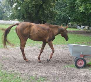 Park przy Pałacu w Nieborowie