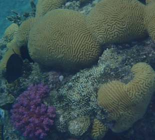 Korallen direkt am Steg