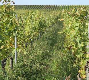 Bei einer Weinbergswanderung bei Sommerach