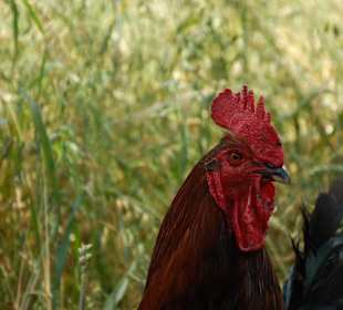 Muzeum Wsi Lubelskiej