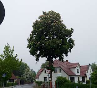 Wandern Dranske auf Rügen