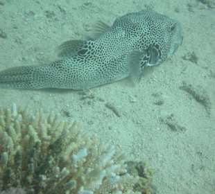 Grossfisch beim The Breakers Diving and Surfing Lodge