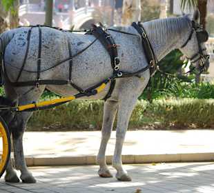 Pferd vor der Kutsche