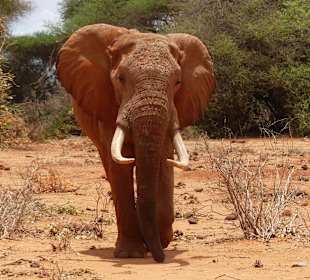 Geführte Touren Marco Polo Tours & Safaris Diani Beach 