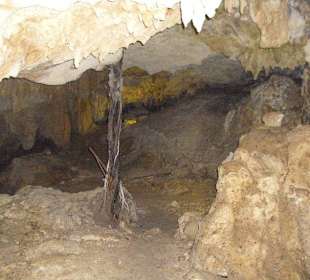 Baumwurzel in der Höhle
