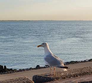 Strand Vlissingen