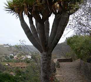 Drachenbaum im Jardin Botanico