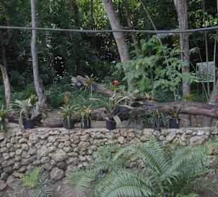 Kolbri Futterstation (rechts) Tanamaranch