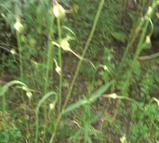 ALB-GOLD Naturgarten