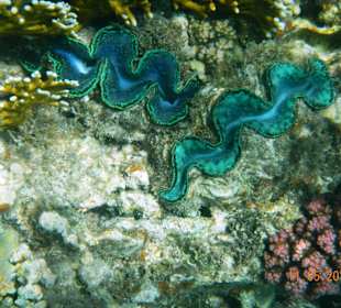 Подводный мир рифа Хилтона