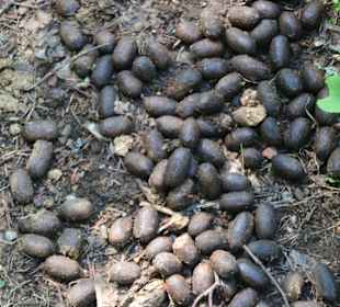 ...auch nur Elchkacke statt Tiere!