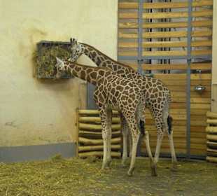 Giraffen