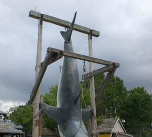 The Great White Shark 3