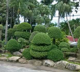 Park Nong Nooch Village and Tropical Garden