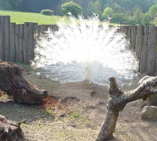 Vogelpark - Pfau im Präriehundgehege