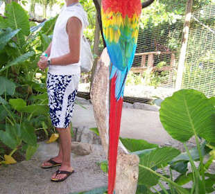 Papagei in Ocean World