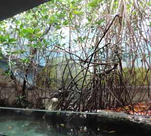 Im Aquarium unterwegs