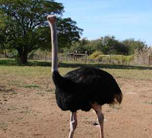 Auf der Straußenfarm