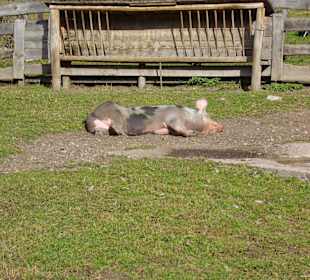 Glückliches Schwein in St. Vigil
