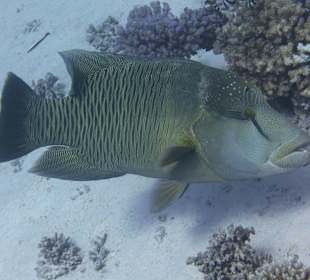 Schnorcheln Marsa Alam