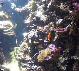 Sea Life