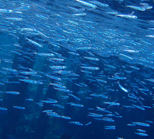 Schnorcheln Marsa Alam