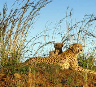Gepardin und ihre zwei Jungen