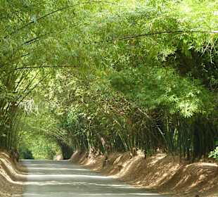 Bamboo Avenue
