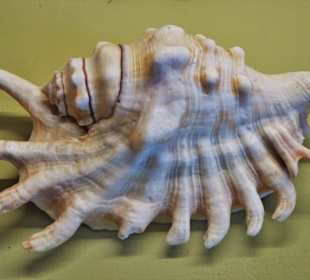 Rundgang durch das Muschelmuseum Wremen