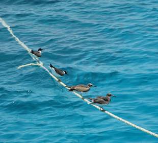 Unsere Bootsbegleitung