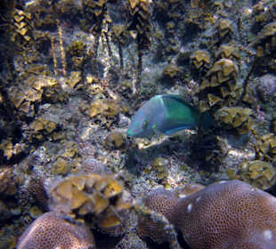 Underwater, fast am Hotelbeach