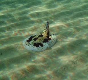 Hausriff Fort Arabesque