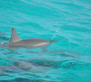 Delfin Tour Marsa Alam