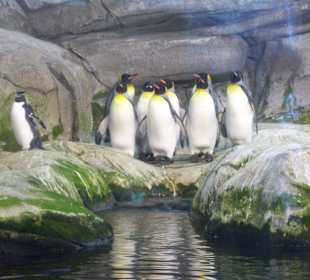 Berliner Zoo