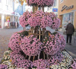 Chrysanthema Lahr