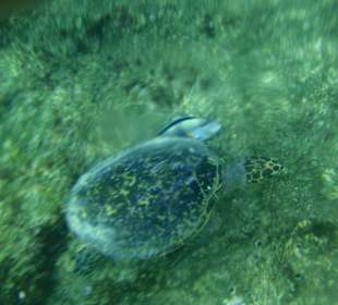 Schildkröten auf dem Riffdach