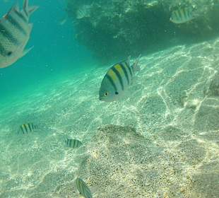 Schnorcheln Marsa Alam