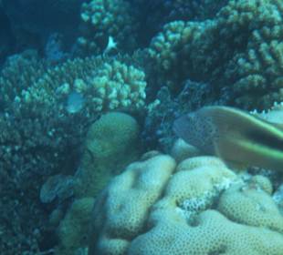 Hausriff Arabia Azur Resort