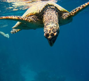 Schildkröte am Nordriff