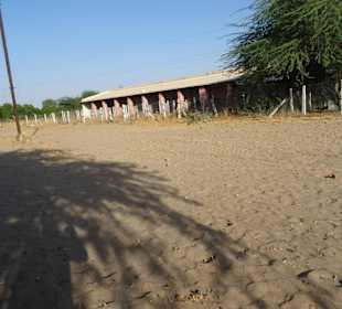 Auf dem Gelände der Kamelfarm