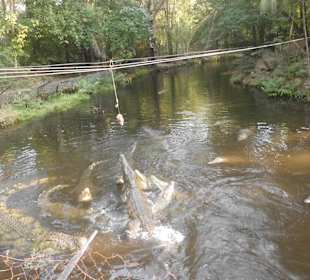 Fütterung der Krokodile