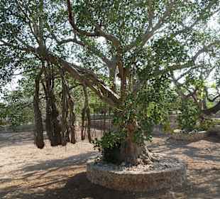Ein Baum mit Luftwurzeln