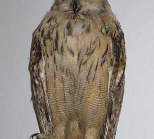 Ekspozycje w muzeum przyrodniczym