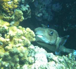 Kugelfisch am Hausriff des Hotel Flamenco Beach Resort