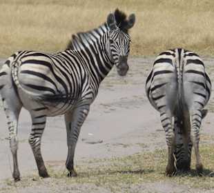 Zebras